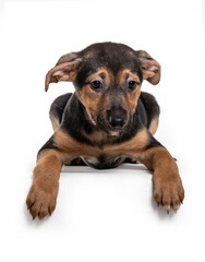 A sad brown and black puppy lying with paws forward on a white background