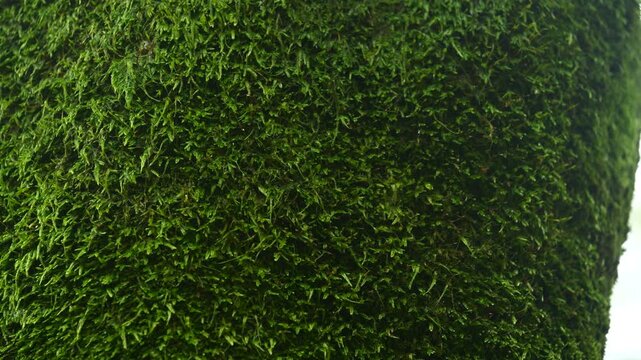 Dense Dark Green Moss Full Frame Texture- 이끼