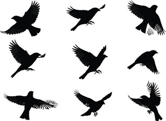 Pigeon silhouettes, dove birds, flying posture, standing pose, wing spread, wildlife motion, nature animal, bird illustration set