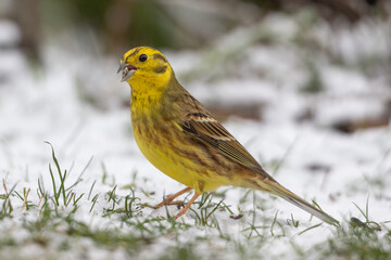 Yellowhammer (Emberiza citrinella)