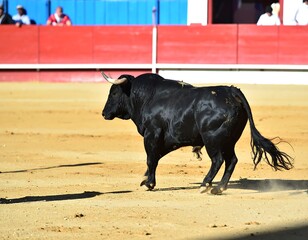 Black bull in bullring (2)