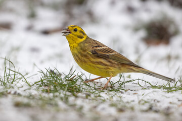 Yellowhammer (Emberiza citrinella)