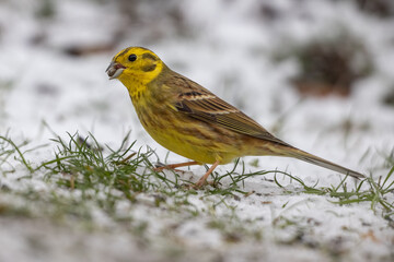 Yellowhammer (Emberiza citrinella)