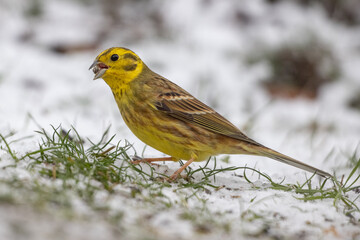 Yellowhammer (Emberiza citrinella)