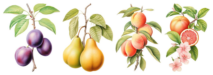 Vintage fruit botanical illustration