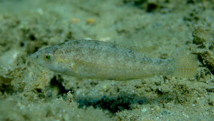Grey wrasse (Symphodus cinereus) undersea, Aegean Sea, Greece, Halkidiki, Pirgos beach