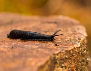 Black slug on a reddish-brown rock