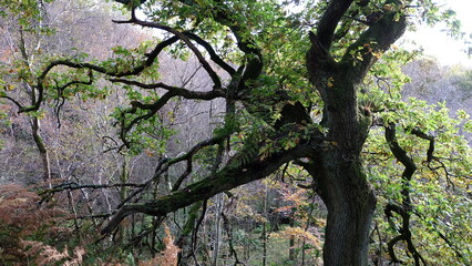 Mossy woodland tree with twisted branches and green leaves, autumn undergrowth and ferns in natural forest scene