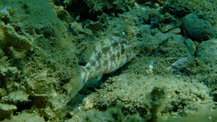 Grey wrasse (Symphodus cinereus) undersea, Aegean Sea, Greece, Halkidiki, Pirgos beach