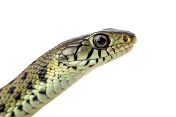 Close up of a green garter snake head isolated on transparent background