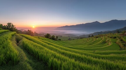 Golden Sunrise Over Lush Terraced Rice Fields and Mountain Landscape.