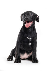 A happy black dog puppy sitting alone and smiling on a white background