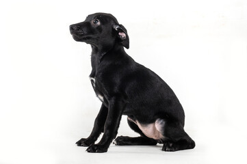 A black  puppy sitting on the side, alone a on a white background