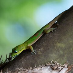 Green Gecko in Moorea