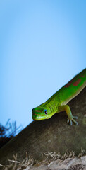 Green Gecko in Moorea