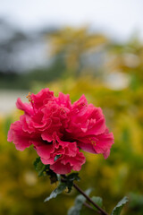 Pink Hibiscus flower