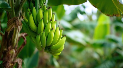   A tropical area with lush green leaves hangs many unripe bananas from the trees