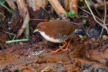 Red-and-white crake (Laterallus leucopyrrhus)