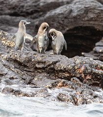 Galapagos Penguins on a Rocky Shore on Santiago Island

