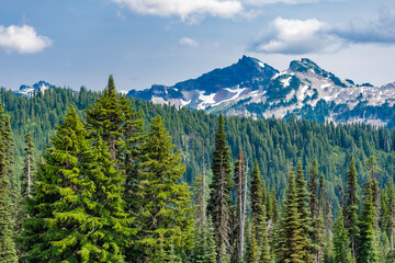 Hill landscape with forest. Nature mountain forest. Green forest wood landscape in mountain. Nature of mixed forest. Landscape of scenery nature. Scenic landscape woodland. Pine scented air