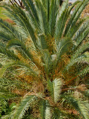Crown of a Date Palm Tree (Phoenix dactylifera) full of dates
