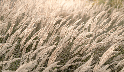 Golden grass sways gently in the evening breeze at a peaceful field near a quiet nature reserve in late summer