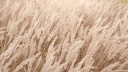 Soft golden grass sways gently in the breeze during a serene sunset in a rural field