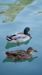 duck on the water