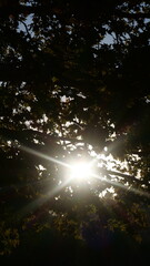 sun in the forest