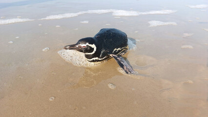 Magellanic penguin resting on the beach
