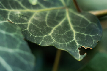 Close-up view of a damaged green leaf showcasing intricate vein patterns and textures in natural light during autumn