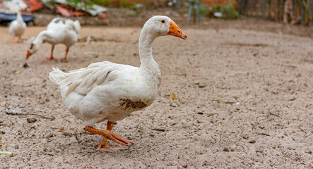 pato branco de bico amarelo
