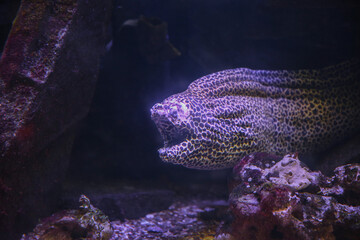 Moray Eel. Gymnothorax miliaris. Fish underwater in the aquarium.
