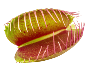 Close up of a venus flytrap s open jaws against isolated on transparent background