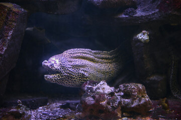 Moray Eel. Gymnothorax miliaris. Fish underwater in the aquarium.