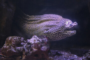 Moray Eel. Gymnothorax miliaris. Fish underwater in the aquarium.