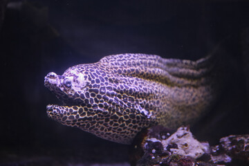 Moray Eel. Gymnothorax miliaris. Fish underwater in the aquarium.