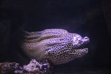 Moray Eel. Gymnothorax miliaris. Fish underwater in the aquarium.