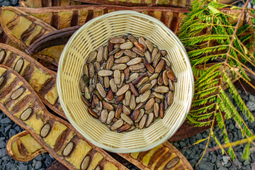 sementes de flamboyant