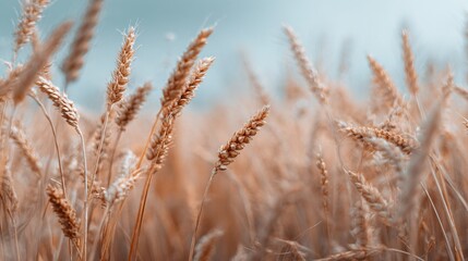 Fototapeta premium A field of tall, brown grass against a blue background in the distance