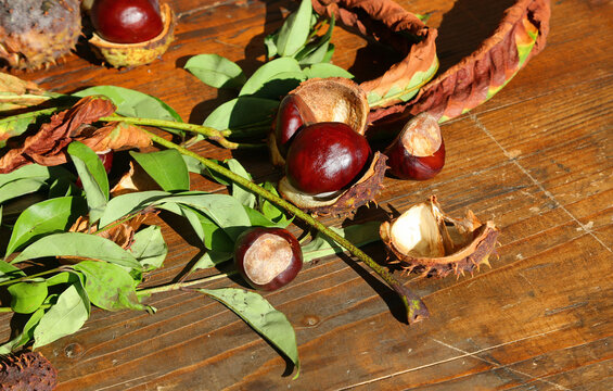 Horse chestnut tree fruits called Buckeye or Conker with burr typical fall season harmful to humans not edible chestnuts