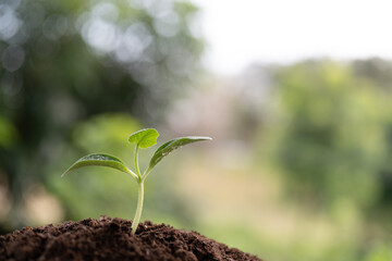home growth vegetable, autumn pumpkin growing