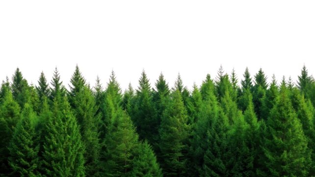 Snow-covered pine forest on transparent background, minimalistic winter landscape symbolizing purity and calmness.