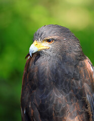 Obraz premium Harris Hawk with yellow and black beak and green background