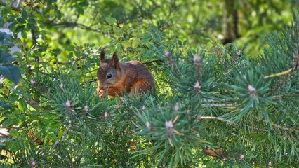 squirrel on a tree