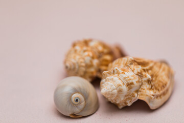 three beautiful coastal seashells in the corner of a blush pink background 