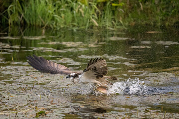 Osprey catching a trout from a pond
