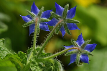 blue flower on green background