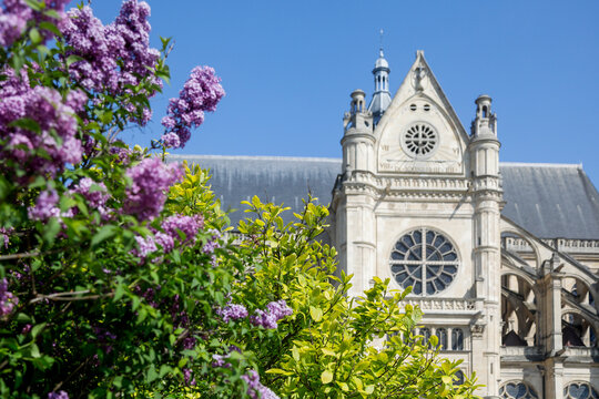 Paris, France. Europe Lilacs in bloom with St Eustache cathedral in the background.