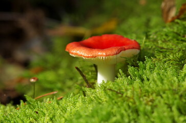 mushroom red